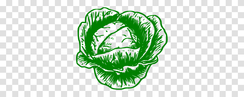 Cabbage Food, Plant, Vegetable, Kale Transparent Png