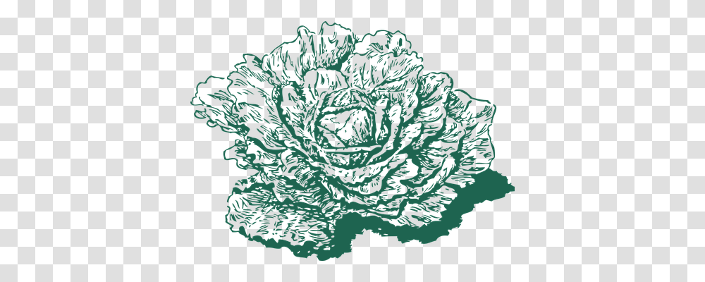 Cabbage Food, Plant, Vegetable, Pattern Transparent Png