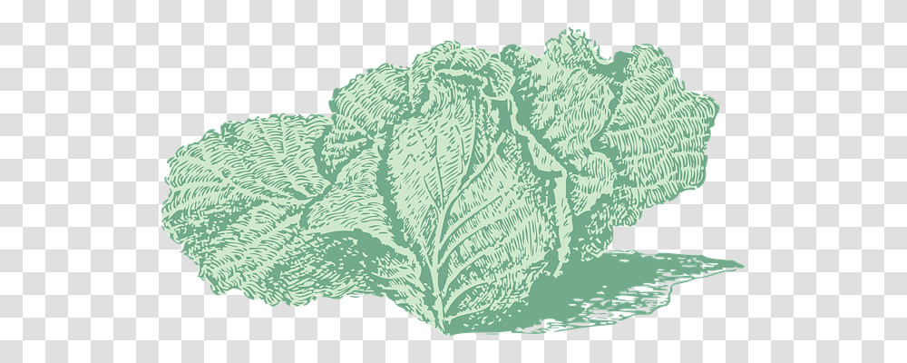 Cabbage Food, Plant, Vegetable, Head Cabbage Transparent Png