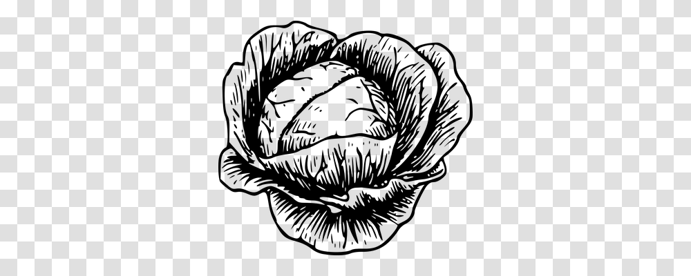 Cabbage Nature, Gray, World Of Warcraft Transparent Png