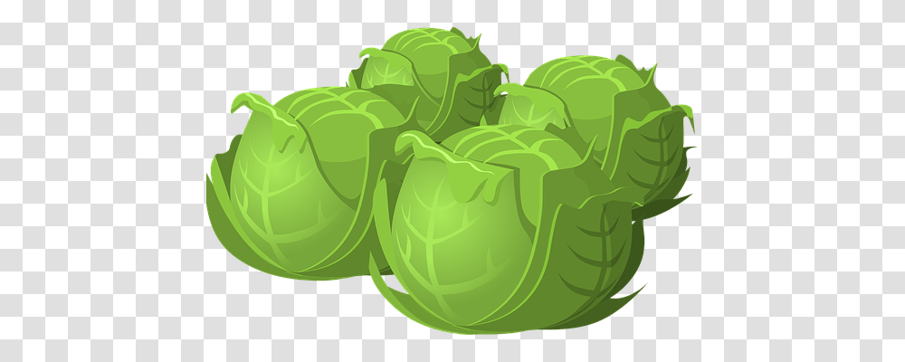 Cabbage Nature, Plant, Head Cabbage, Produce Transparent Png