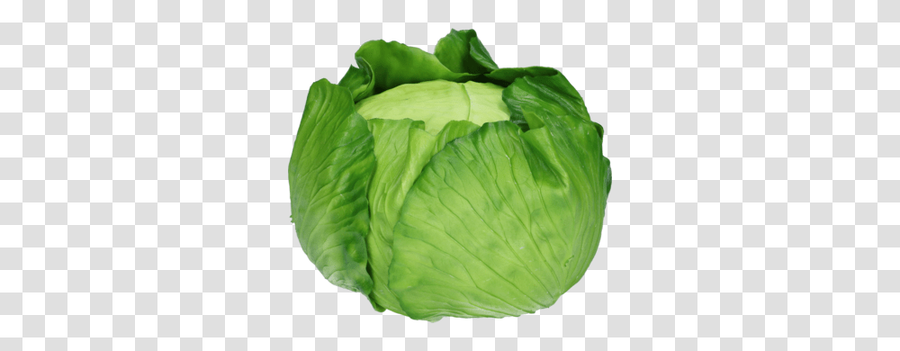 Cabbage Artificial Iceburg Lettuce, Plant, Vegetable, Food, Head Cabbage Transparent Png