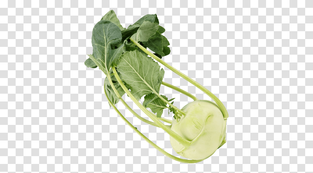Cabbage Be Fresh Produce Collard Greens, Plant, Vegetable, Food, Kohlrabi Transparent Png