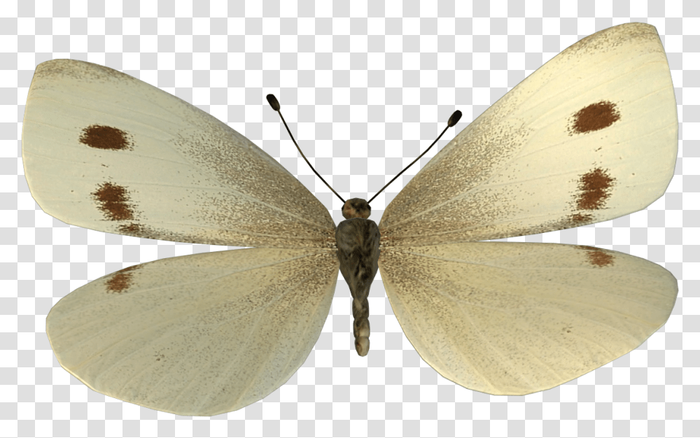 Cabbage Butterfly, Animal, Insect, Invertebrate, Moth Transparent Png