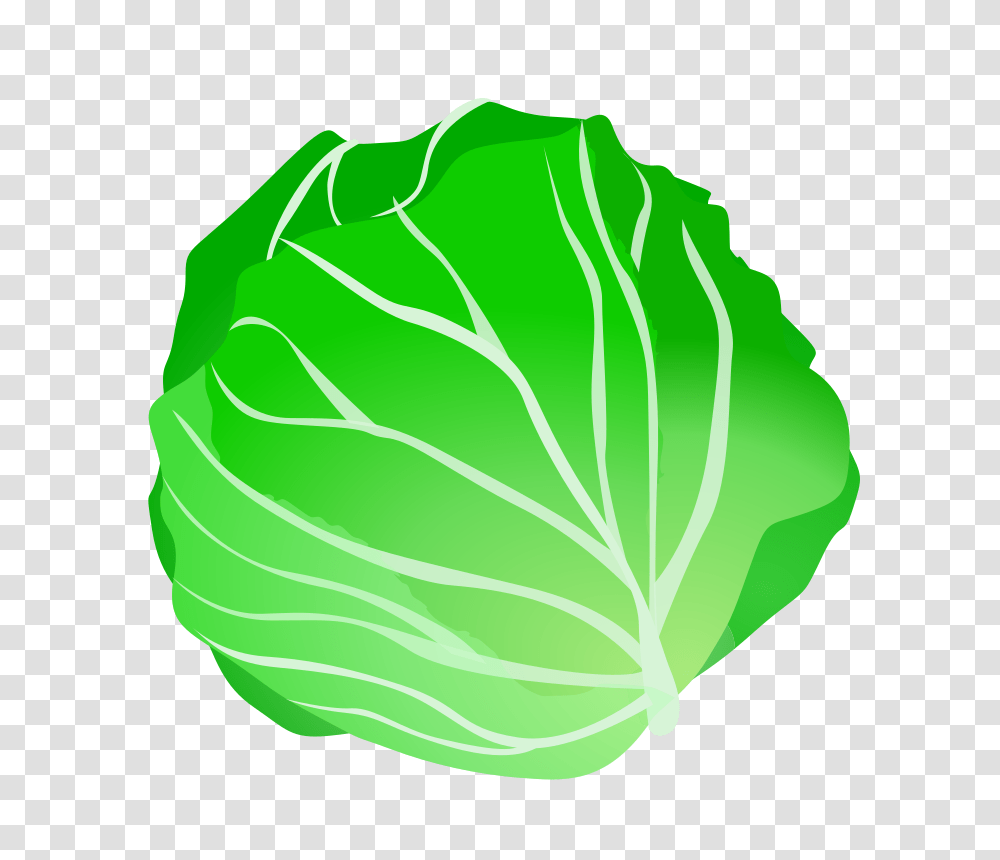 Cabbage Clip Art, Plant, Vegetable, Food, Head Cabbage Transparent Png