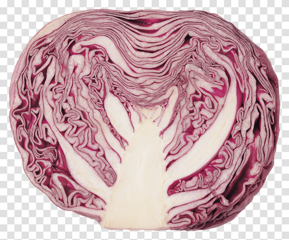 Cabbage Clipart Background Cabbage Red, Plant, Vegetable, Food, Head Cabbage Transparent Png