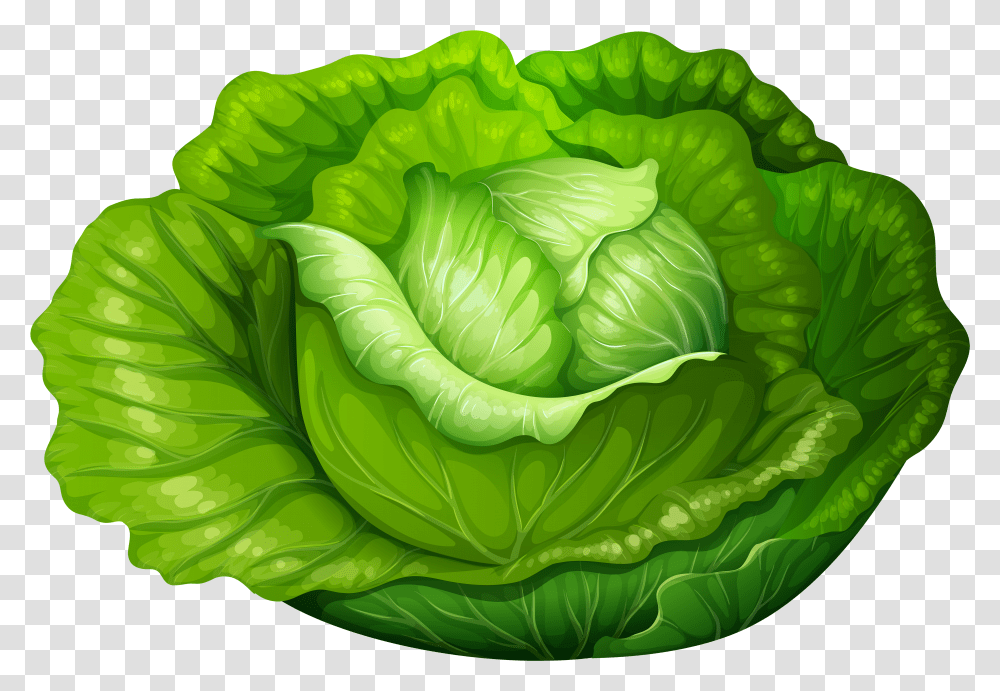 Cabbage Clipart Free Lettuce Clipart Transparent Png