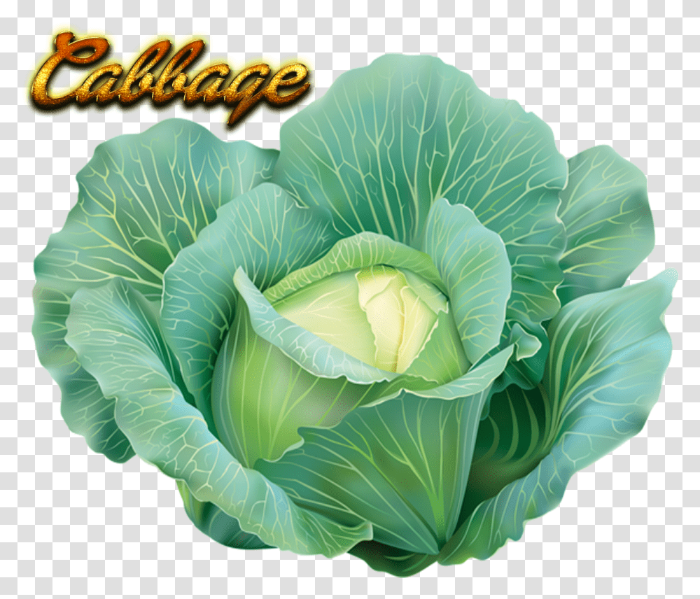 Cabbage Clipart Image Background Cabbage, Plant, Vegetable, Food, Head Cabbage Transparent Png