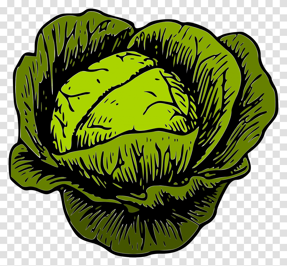 Cabbage Clipart, Plant, Vegetable, Food, Head Cabbage Transparent Png