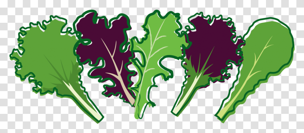 Cabbage Clipart Salad Leave Salad Leaf Clip Art, Kale, Vegetable, Plant, Food Transparent Png