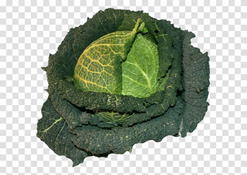 Cabbage Clipart Wirsing, Plant, Vegetable, Food, Kale Transparent Png