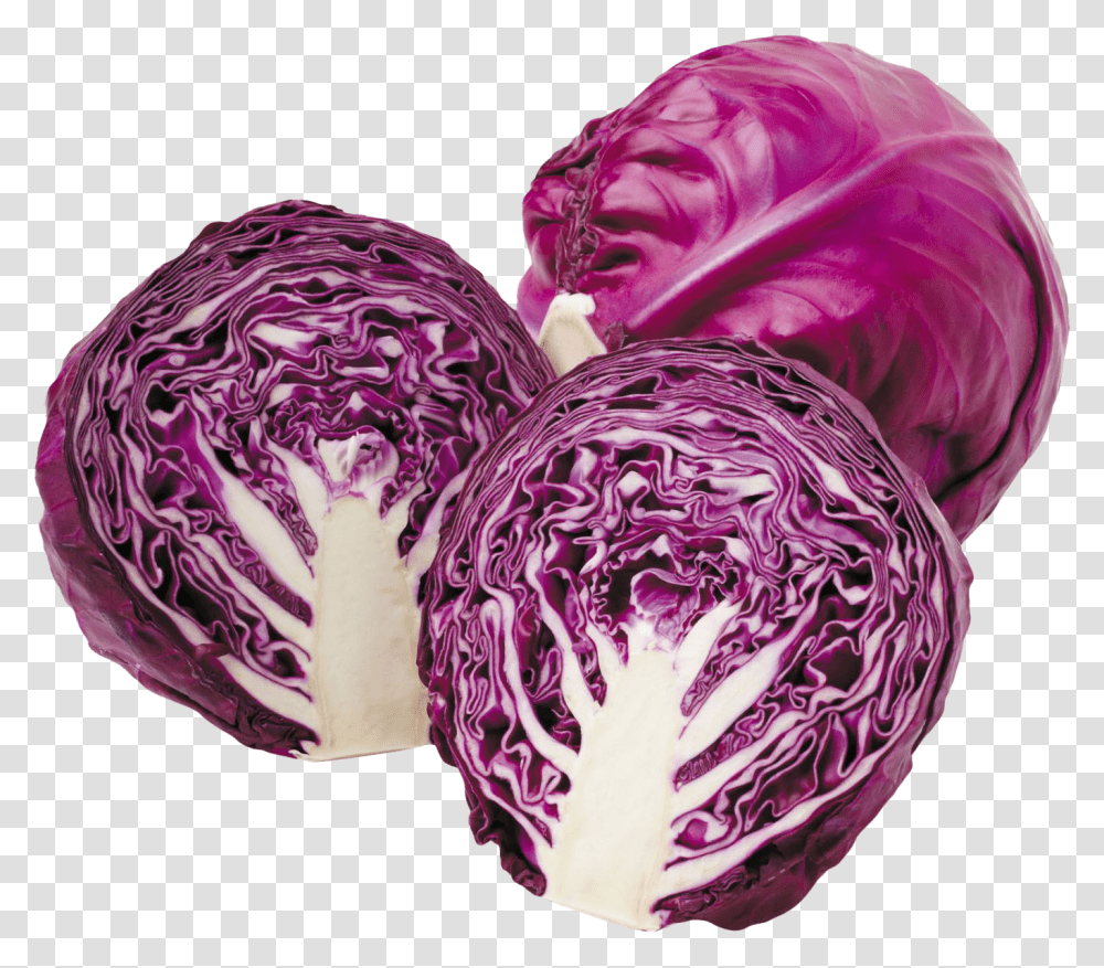 Cabbage Free File Download Red Cabbage, Plant, Vegetable, Food, Head Cabbage Transparent Png