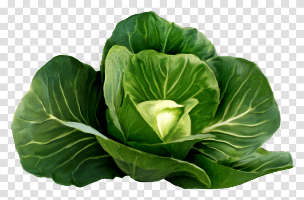 Cabbage Image Cabbage Plant, Vegetable, Food, Head Cabbage, Produce Transparent Png