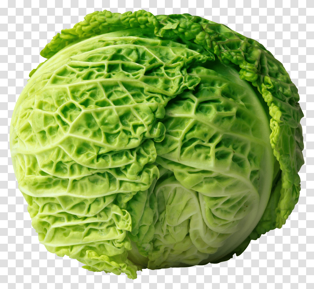 Cabbage Image For Free Download Cabbage Transparent Png