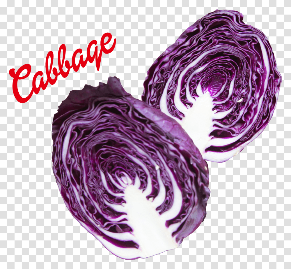 Cabbage Image, Plant, Vegetable, Food, Head Cabbage Transparent Png