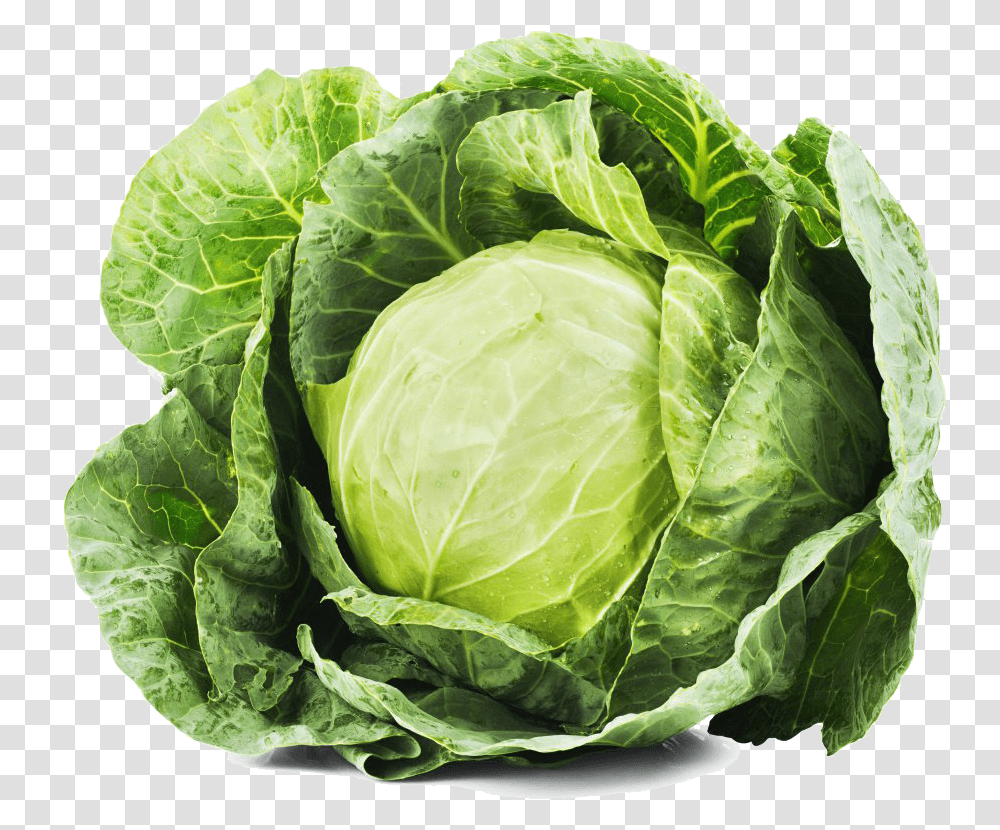 Cabbage Image, Plant, Vegetable, Food, Head Cabbage Transparent Png