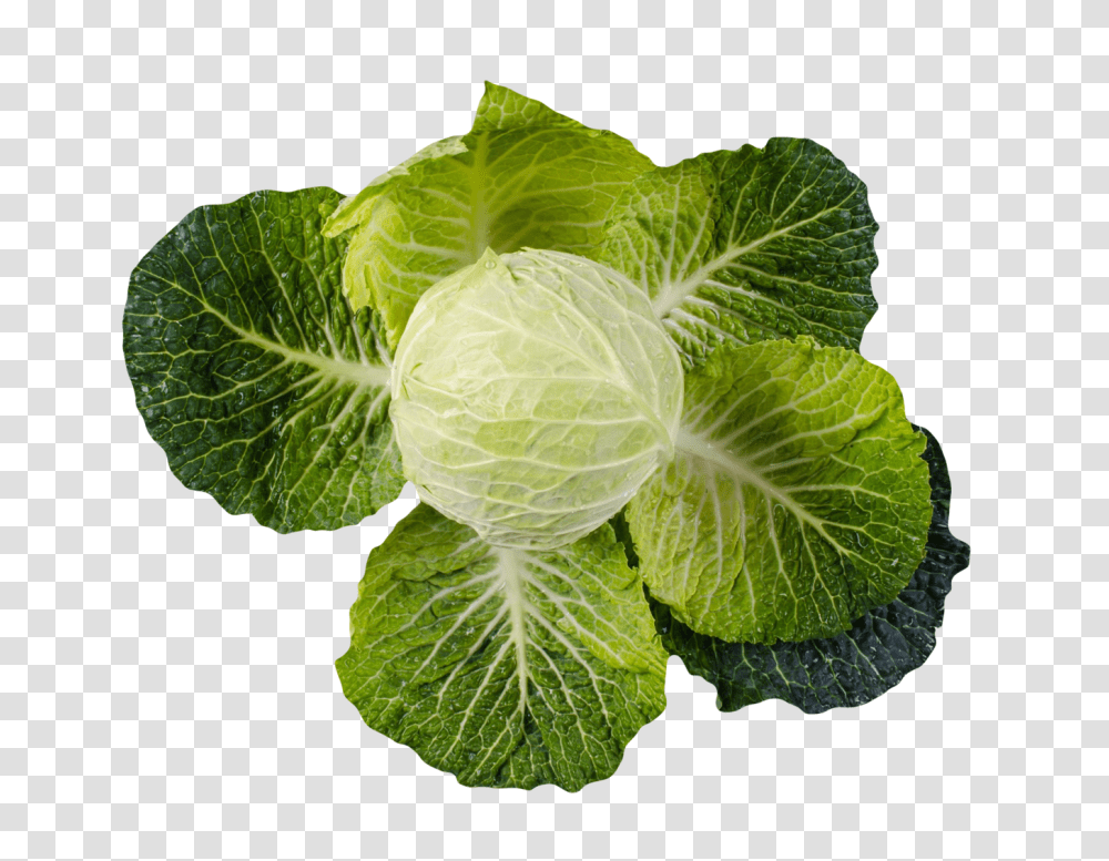Cabbage Image, Vegetable, Plant, Food, Head Cabbage Transparent Png