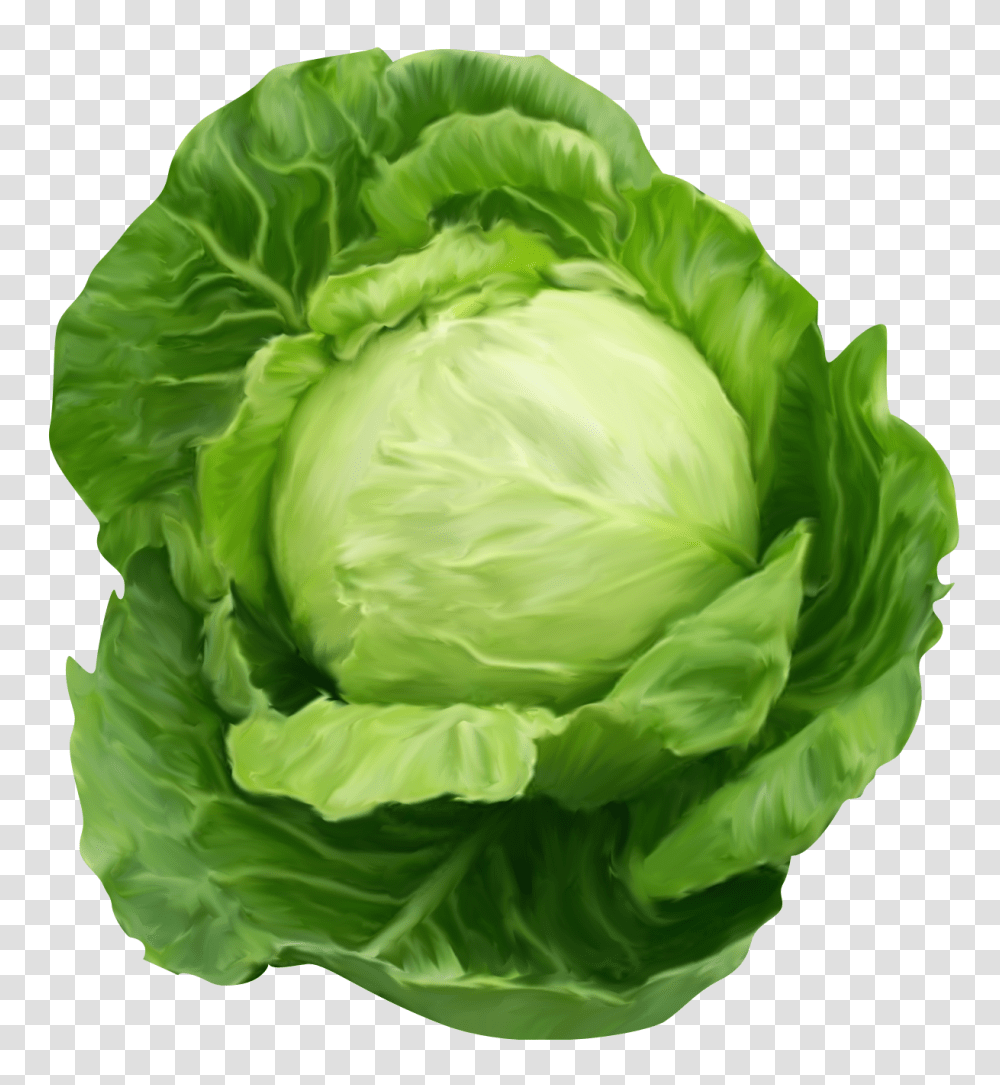 Cabbage Images Background Cabbage, Plant, Vegetable, Food, Head Cabbage Transparent Png