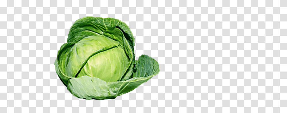 Cabbage Images Free Download, Plant, Vegetable, Food, Head Cabbage Transparent Png
