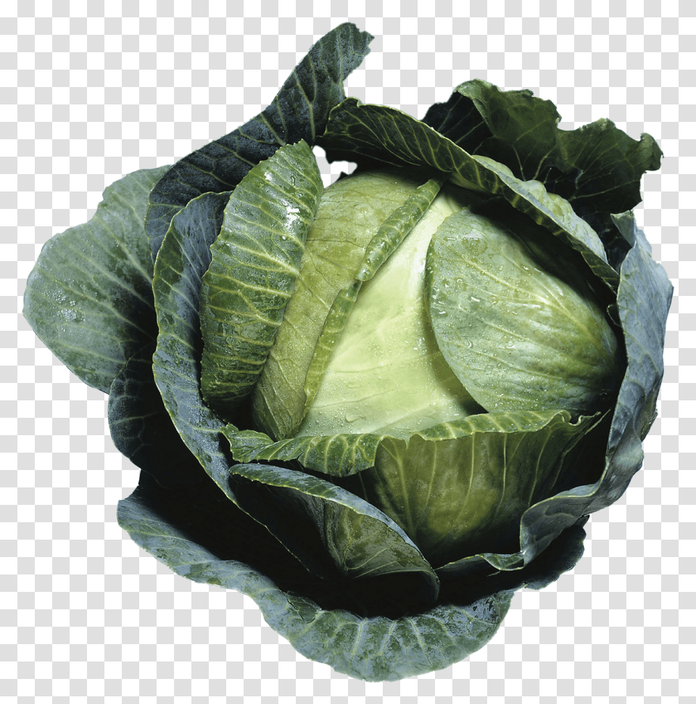 Cabbage Images Kara Lahana, Plant, Vegetable, Food, Head Cabbage Transparent Png