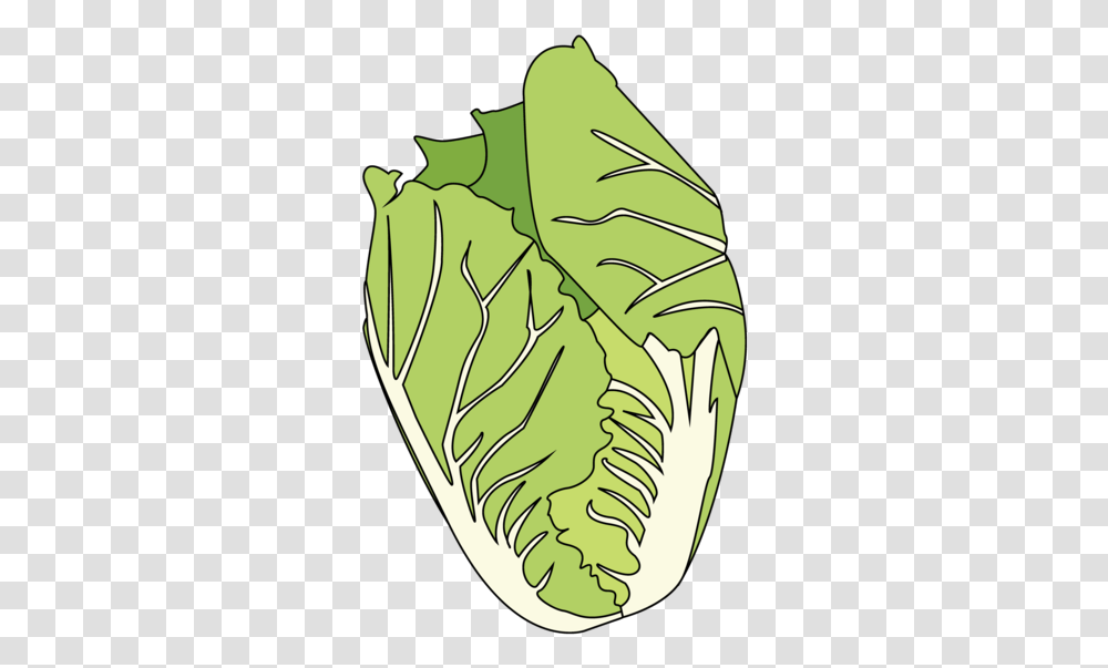 Cabbage Lifespace Gardens Illustration, Plant, Vegetable, Food, Produce Transparent Png