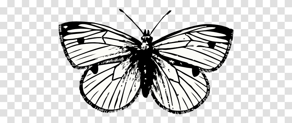 Cabbage Moth Clip Art, Insect, Invertebrate, Animal, Butterfly Transparent Png