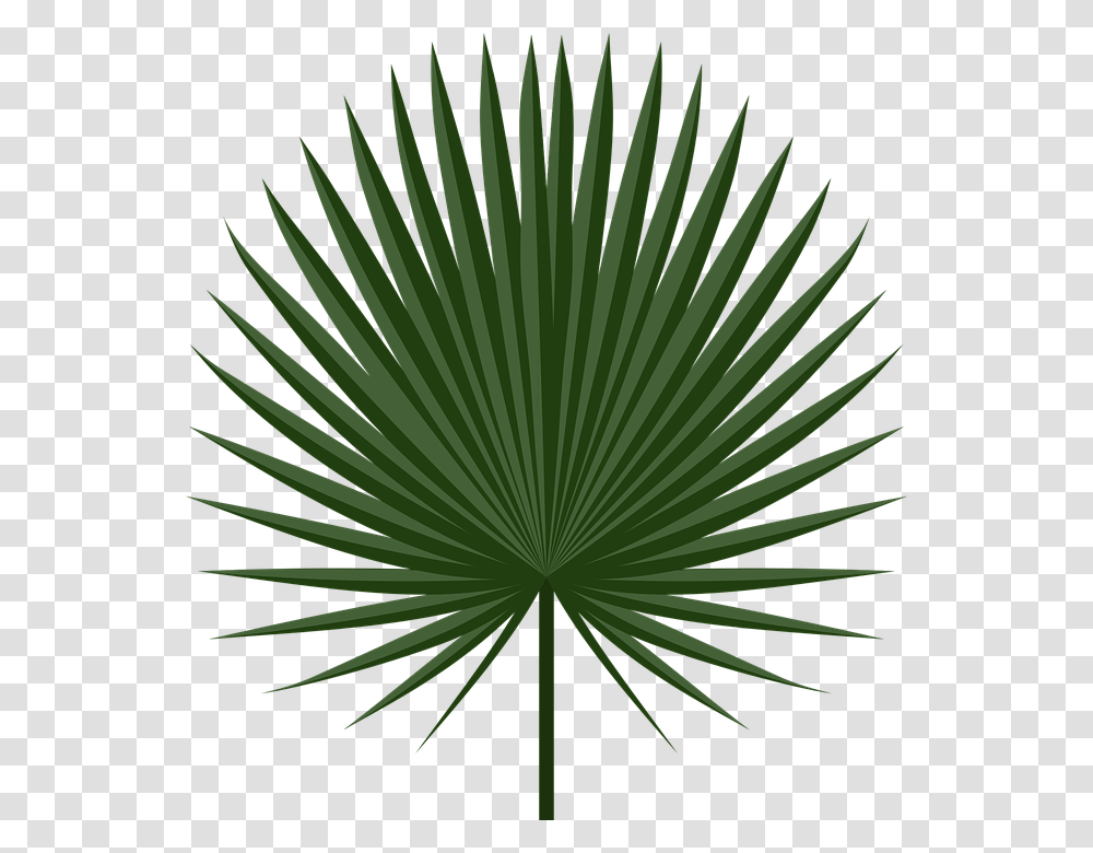 Cabbage Palm Leaf, Plant, Green, Vegetation, Flower Transparent Png