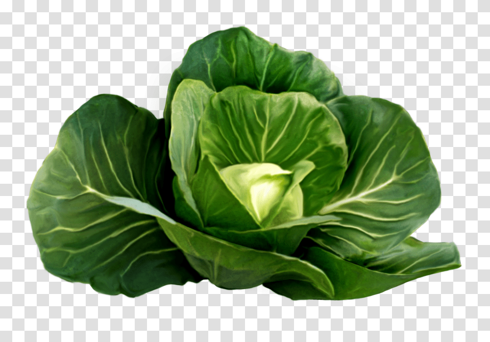 Cabbage Picture Clipart Vegetables Background, Plant, Food, Head Cabbage, Produce Transparent Png