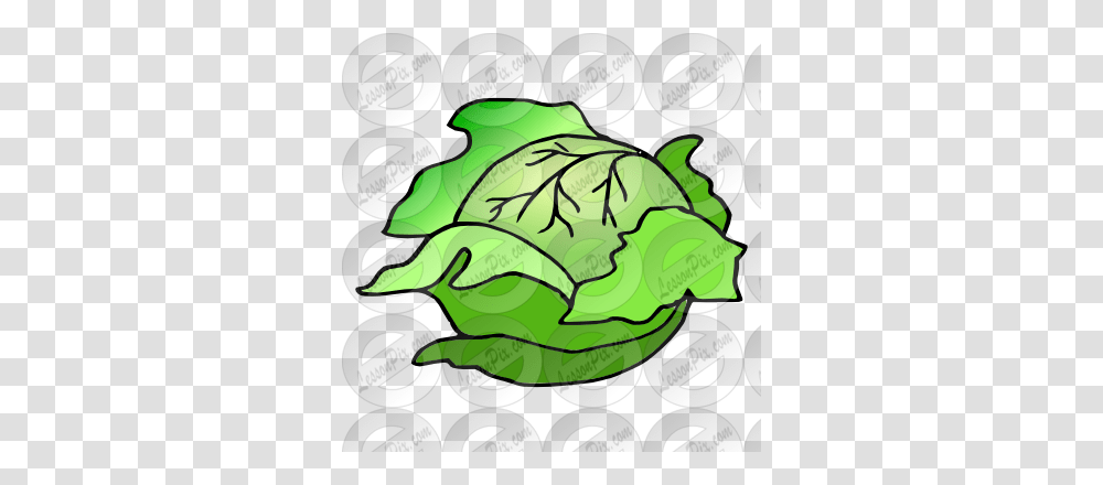 Cabbage Picture For Classroom Therapy Use, Plant, Head Cabbage, Produce, Vegetable Transparent Png