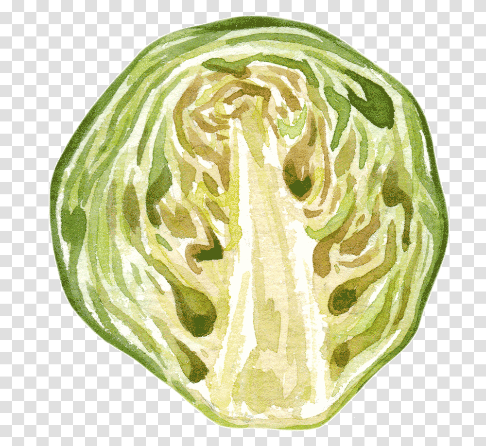 Cabbage, Plant, Food, Vegetable, Produce Transparent Png