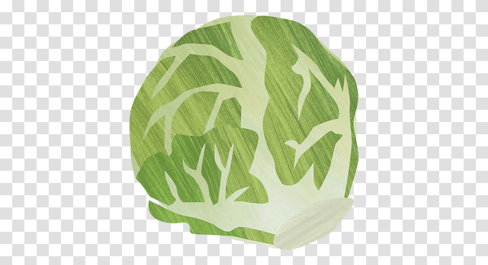Cabbage, Plant, Vegetable, Food, Green Transparent Png