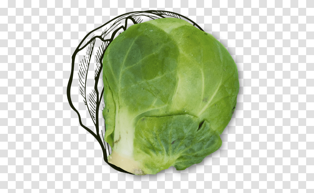 Cabbage, Plant, Vegetable, Food, Head Cabbage Transparent Png