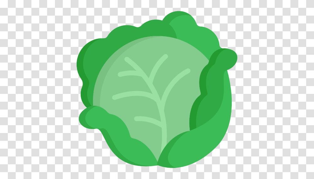 Cabbage, Plant, Vegetable, Food, Head Cabbage Transparent Png