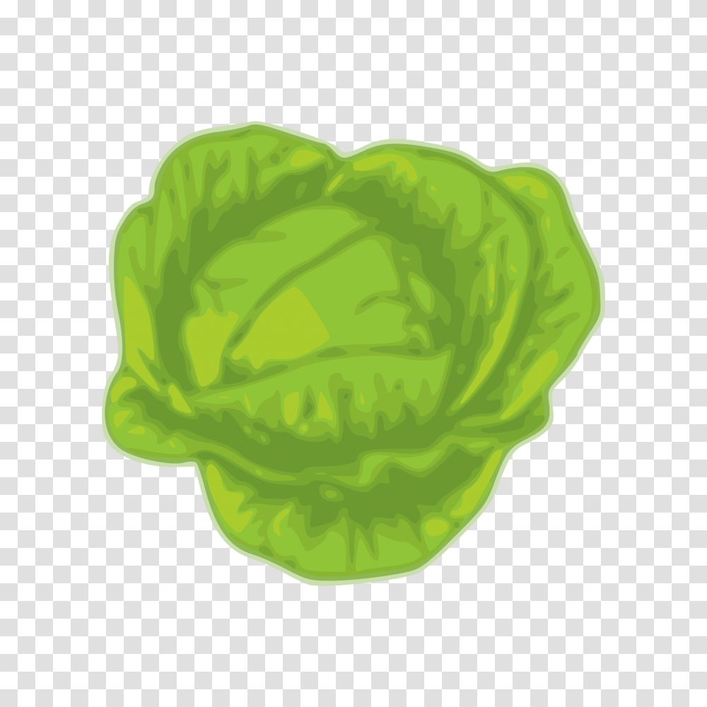 Cabbage, Plant, Vegetable, Food, Lettuce Transparent Png