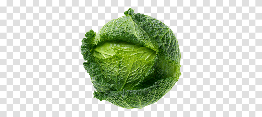 Cabbage Savoy Each Romaine Lettuce, Plant, Vegetable, Food, Head Cabbage Transparent Png