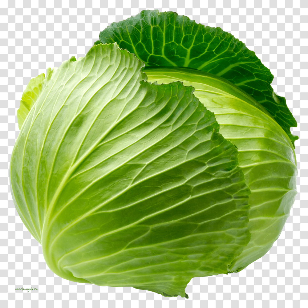 Cabbage Transparent Png