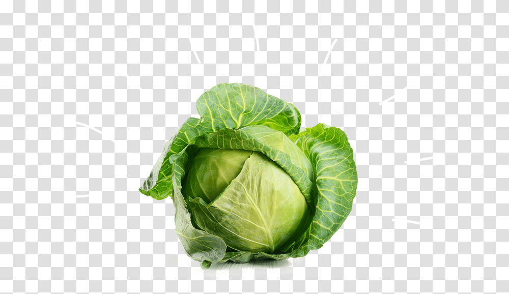 Cabbage Vegetable Broccoli Beetroot White Cabbage, Plant, Food, Head Cabbage, Produce Transparent Png