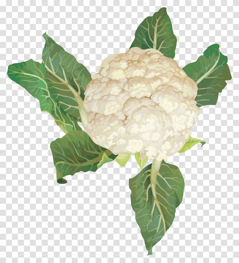 Cabbage, Vegetable, Cauliflower, Plant, Food Transparent Png