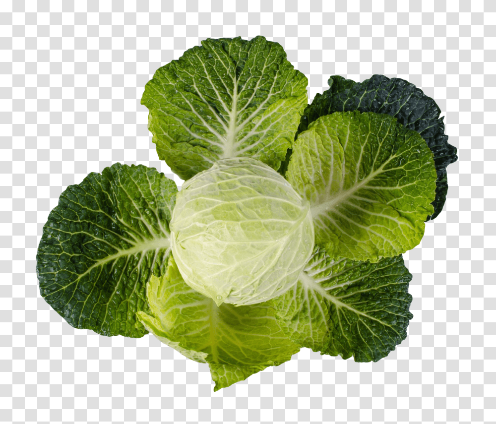 Cabbage, Vegetable, Plant, Food, Head Cabbage Transparent Png