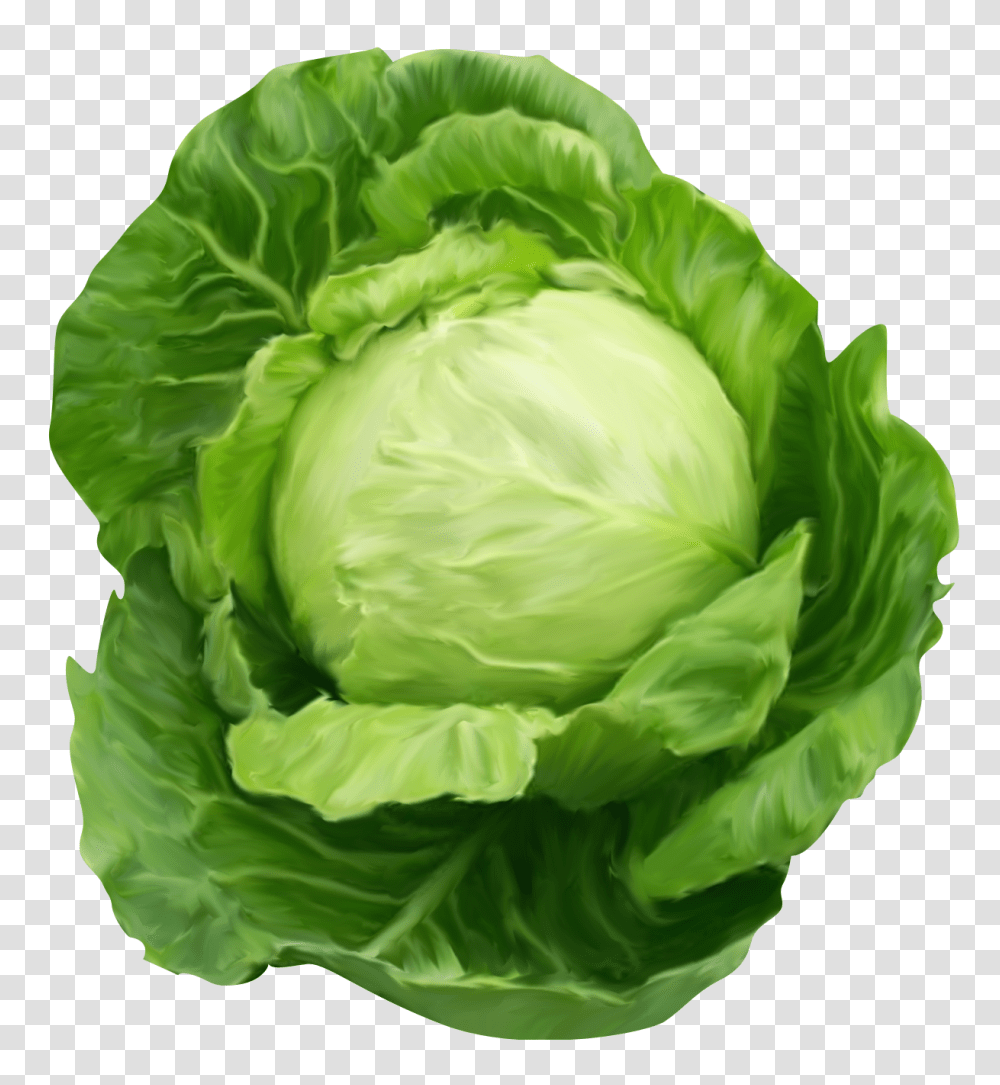 Cabbage, Vegetable, Plant, Food, Head Cabbage Transparent Png