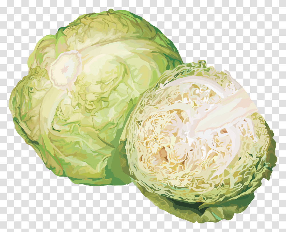 Cabbage, Vegetable, Plant, Food, Head Cabbage Transparent Png