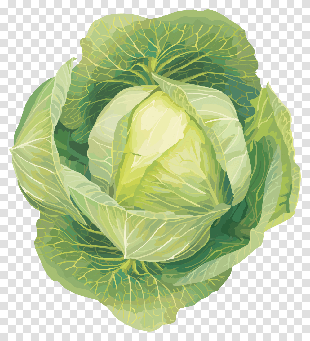 Cabbage, Vegetable, Plant, Head Cabbage, Produce Transparent Png