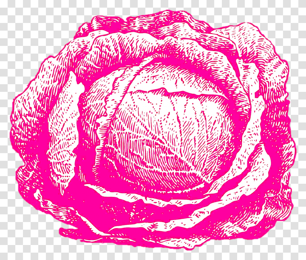 Cabbage White And Black Seeds, Plant, Vegetable, Food, Head Cabbage Transparent Png