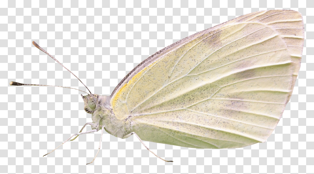 Cabbage White Butterfly, Insect, Invertebrate, Animal, Moth Transparent Png