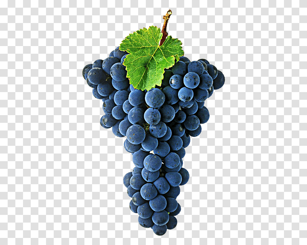Cabernet Sauvignon Grape, Plant, Grapes, Fruit, Food Transparent Png