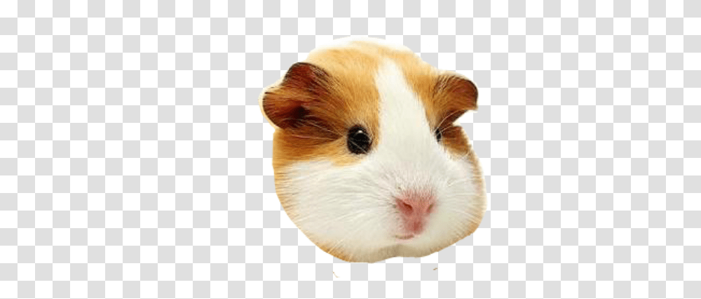 Cabeza Cuy Pets At Home Guinea Pig, Rodent, Mammal, Animal, Hamster Transparent Png