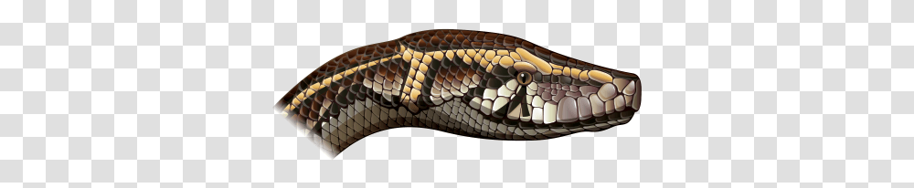 Cabeza De Serpiente De Lado, Reptile, Animal, Snake, Cobra Transparent Png