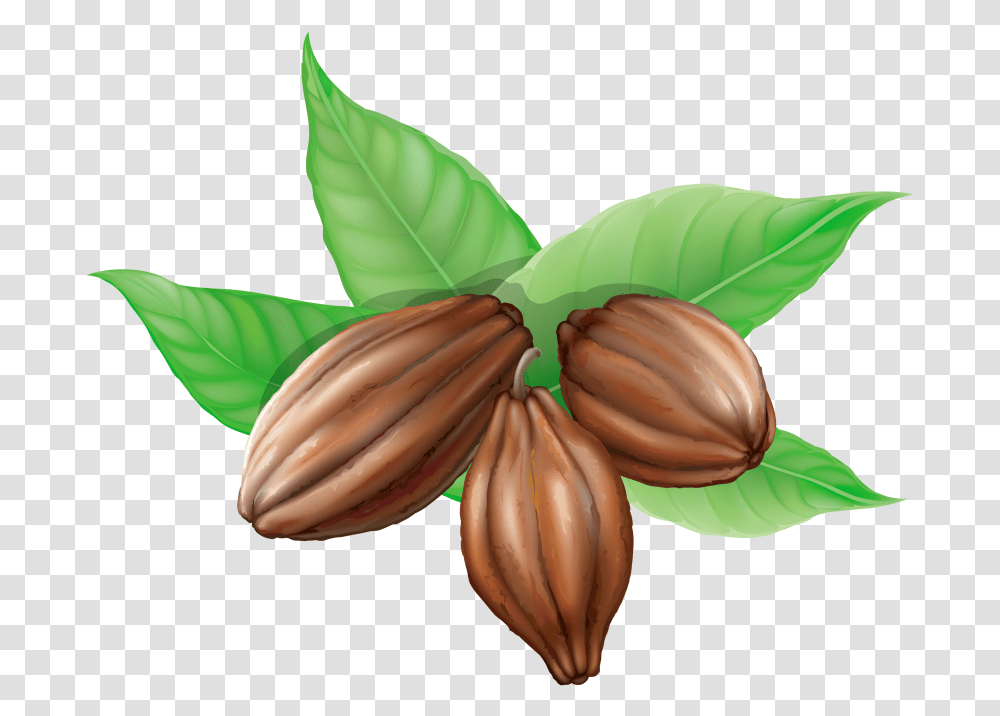 Cacao Bean Clipart, Plant, Food, Nut, Vegetable Transparent Png