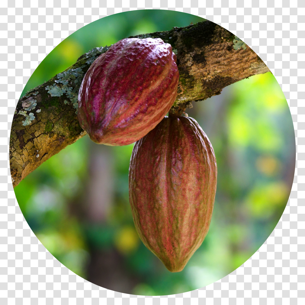 Cacao Cacau Transparent Png
