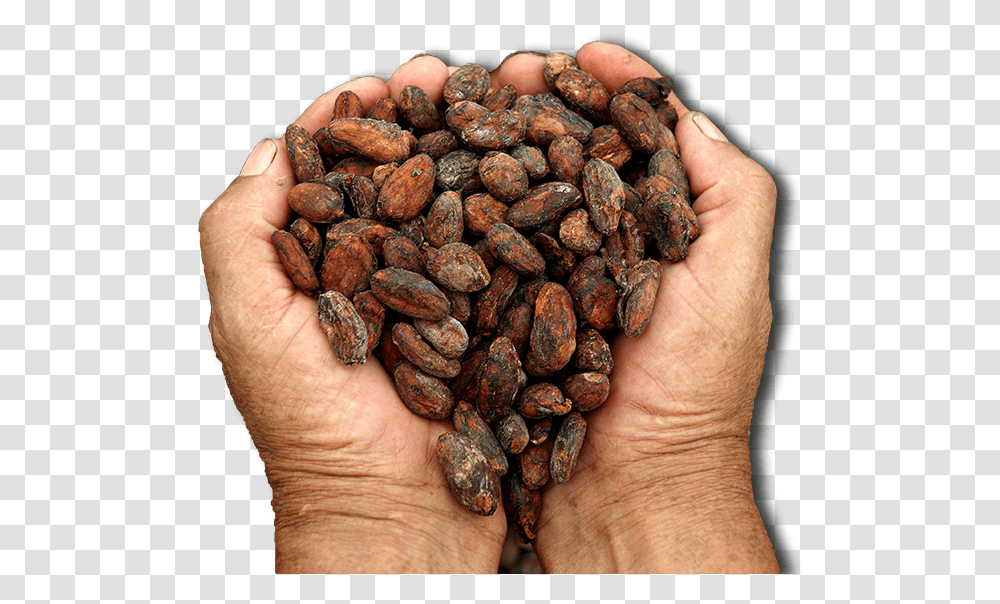 Cacao Cocoa Bean Origin, Plant, Person, Human, Vegetable Transparent Png